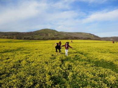 flower field