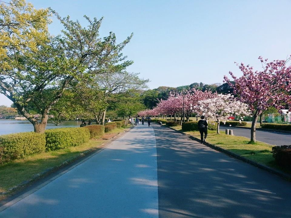 Japan: Continuous Surprises