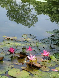 aWater lillies (2)