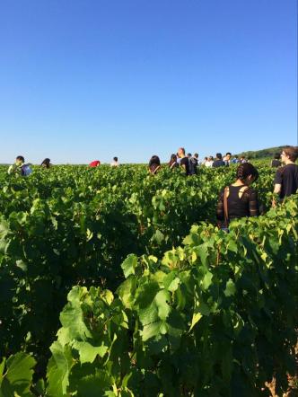 everyone in the vineyard