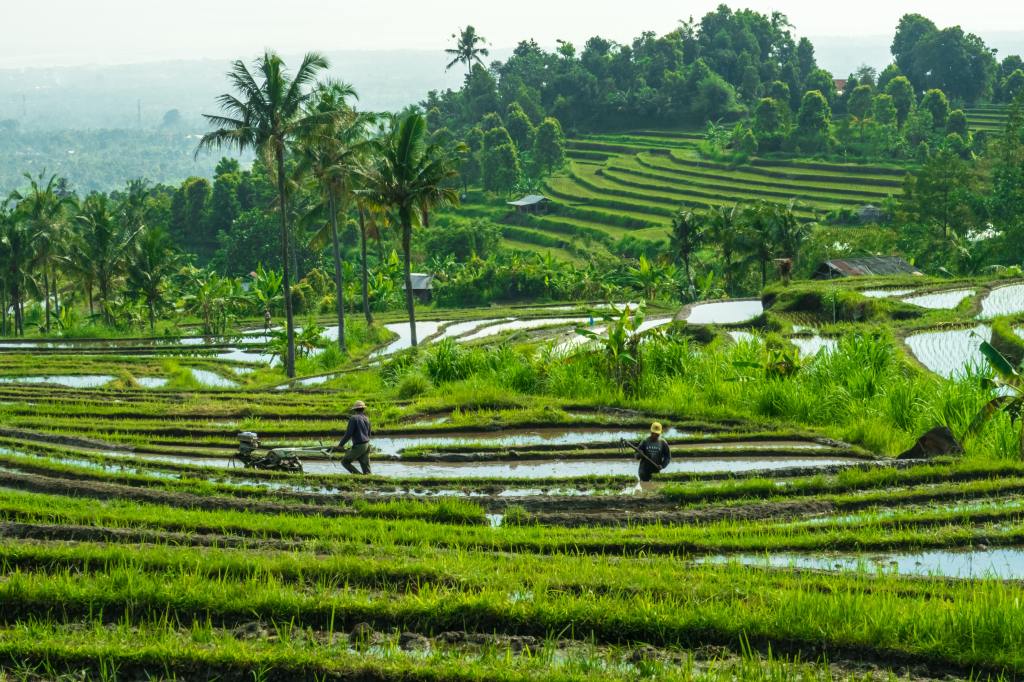 BMids in Bali
