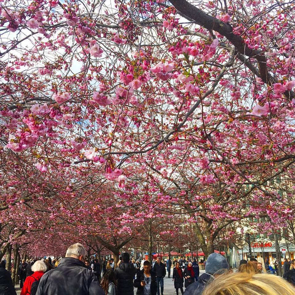 13007311_10153354591851946_6523370567135137245_n