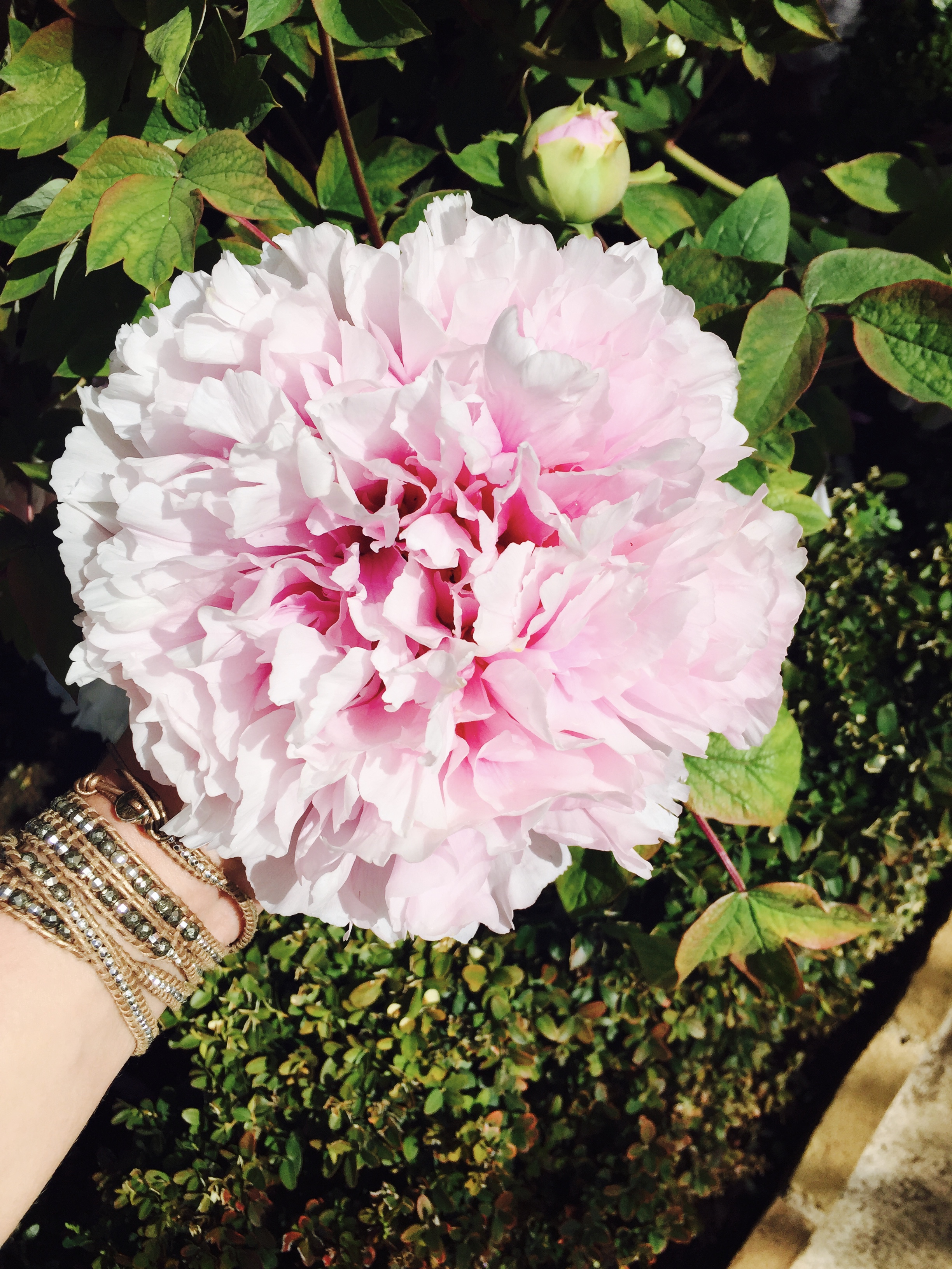 IMG_8314
