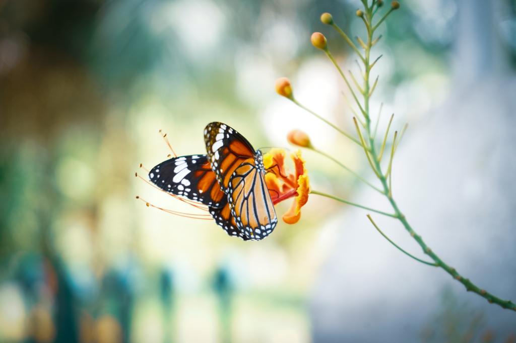 My Halli-day: Never Paint Over Your Butterfly.