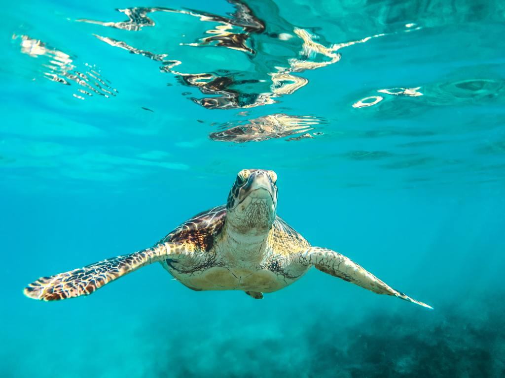Saving our turtles