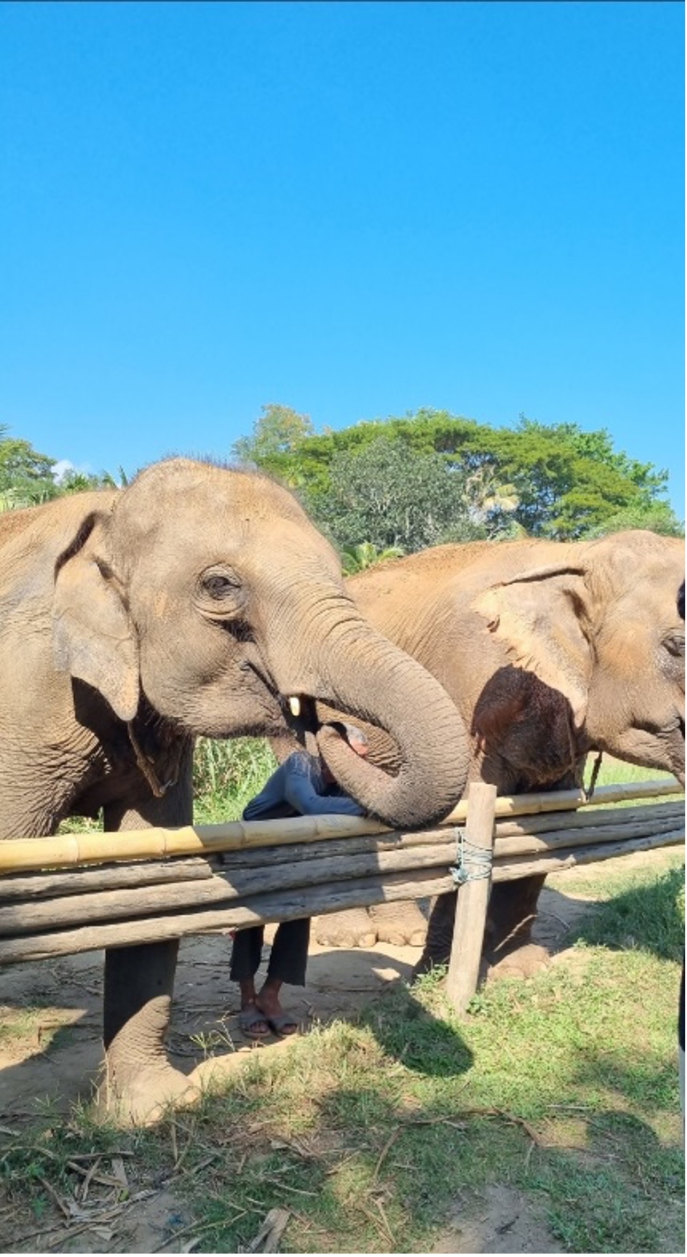 Feeding Elephant during My Study-Tour in Chiang Mai