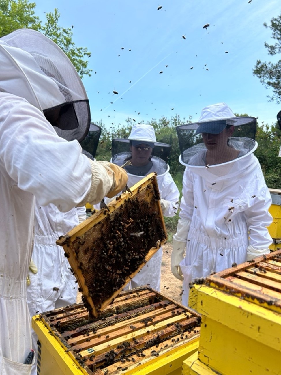 Bee-ology lessons in Barcelona